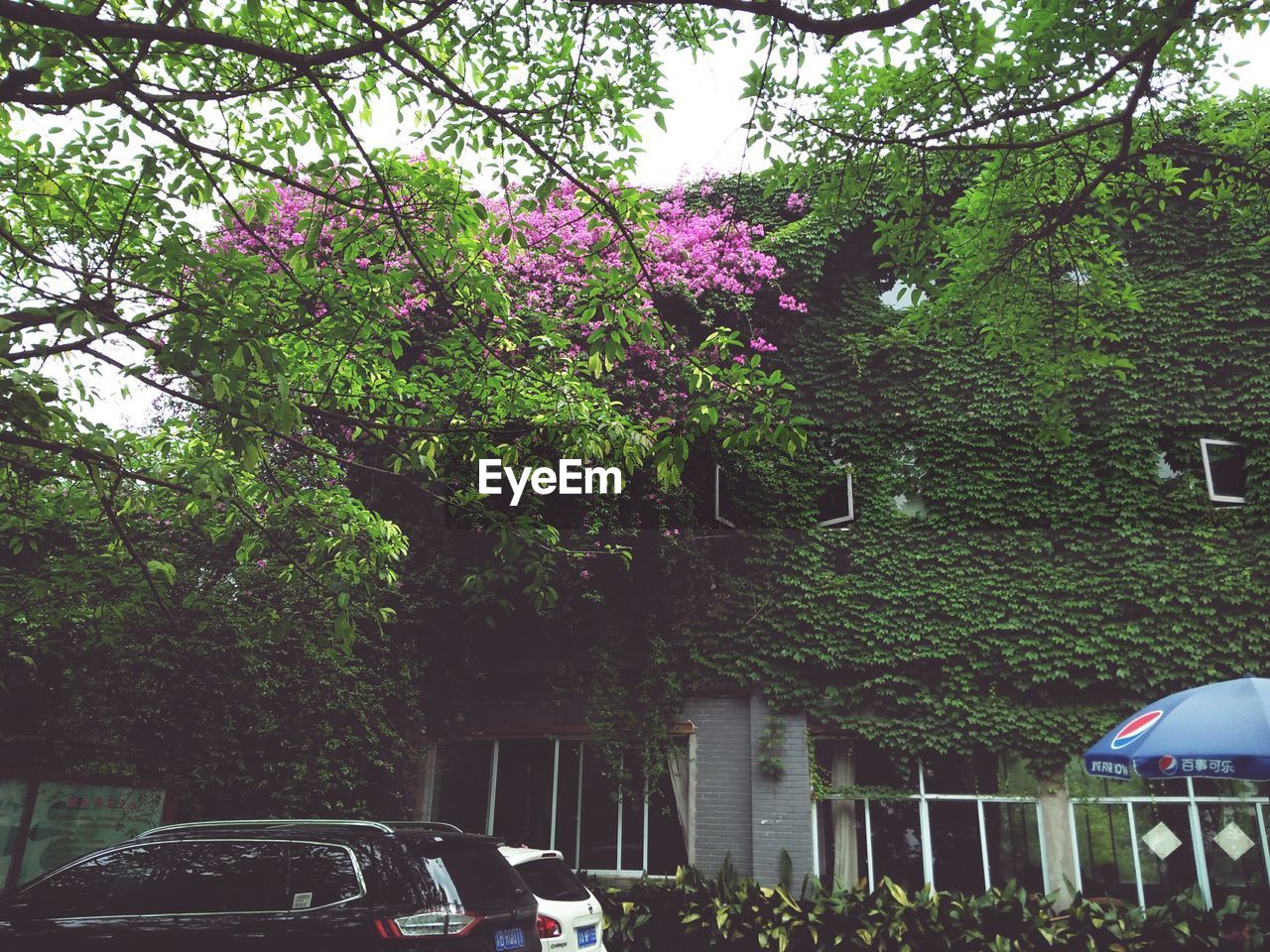 VIEW OF TREES AND CARS IN PARK