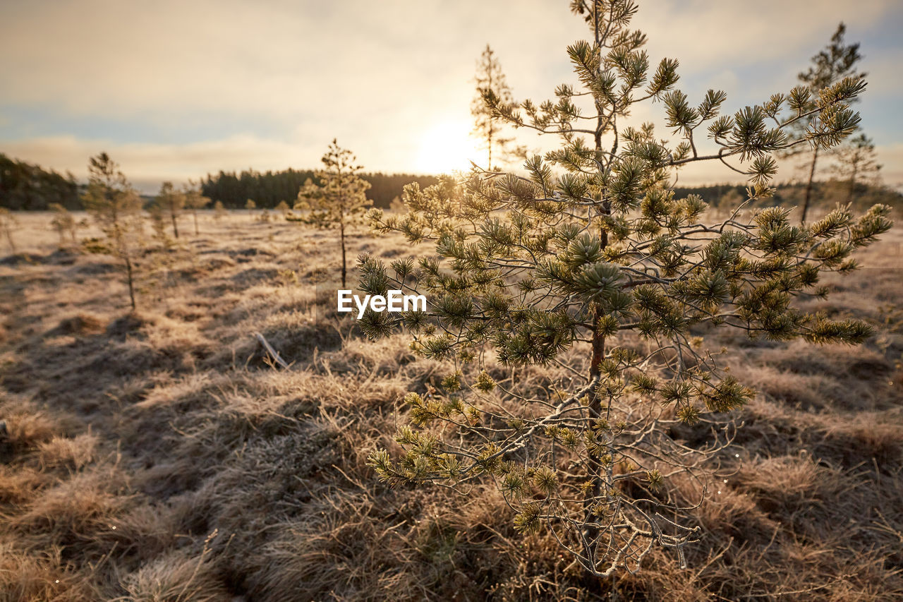 PLANTS GROWING ON LAND