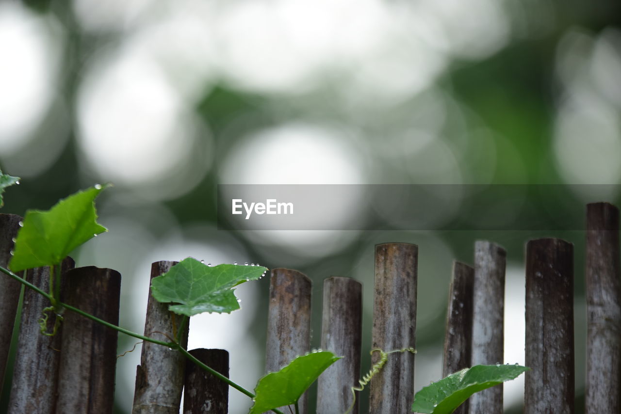green, fence, leaf, nature, plant, branch, plant part, close-up, wood, no people, flower, macro photography, outdoors, growth, grass, protection, day, security, environment, sunlight, focus on foreground, tree, plant stem, land, architecture, beauty in nature