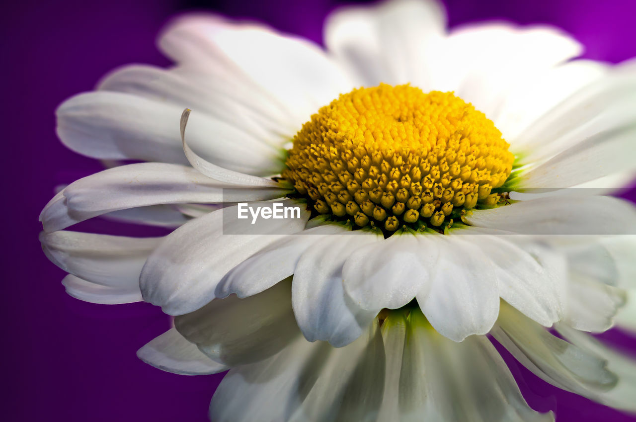 CLOSE-UP OF YELLOW FLOWER