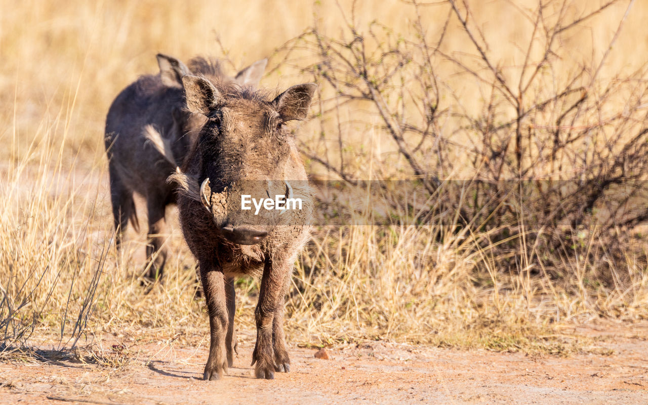 South africa kruger nation park animal in the wild bushland savanna sunset common warthog