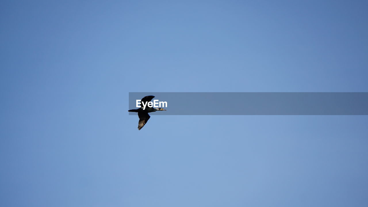 LOW ANGLE VIEW OF EAGLE FLYING IN CLEAR SKY