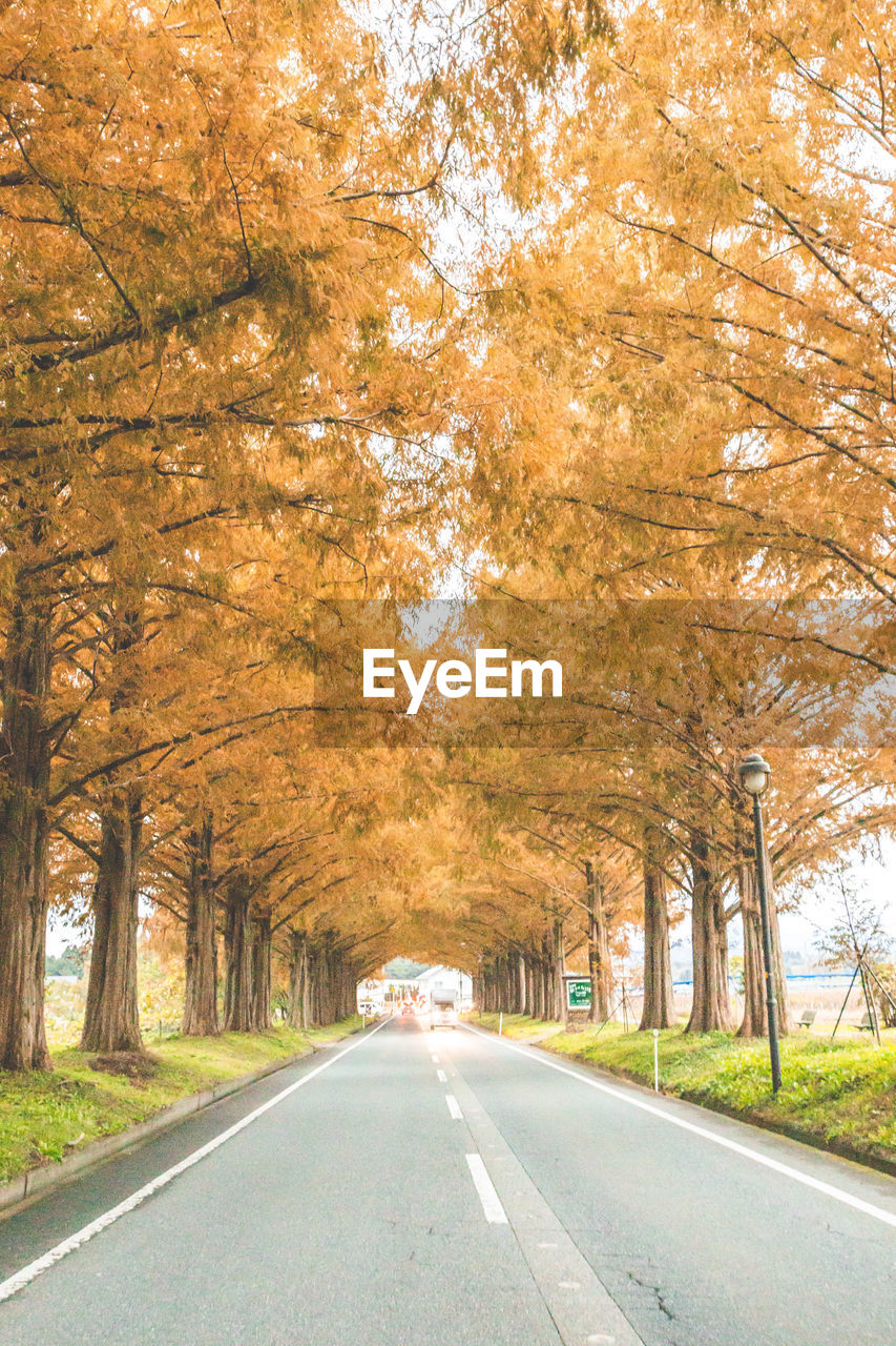 empty road amidst trees during autumn