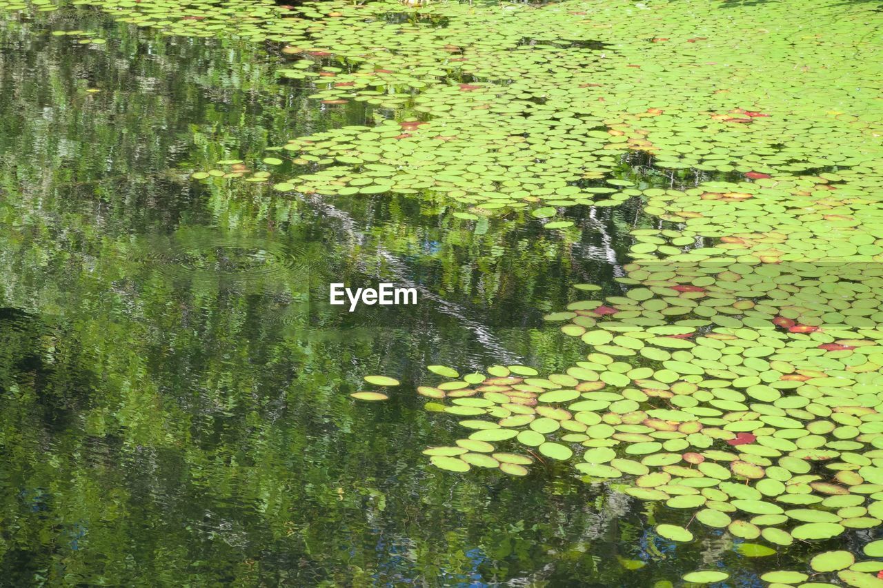 WATER LILIES IN LAKE