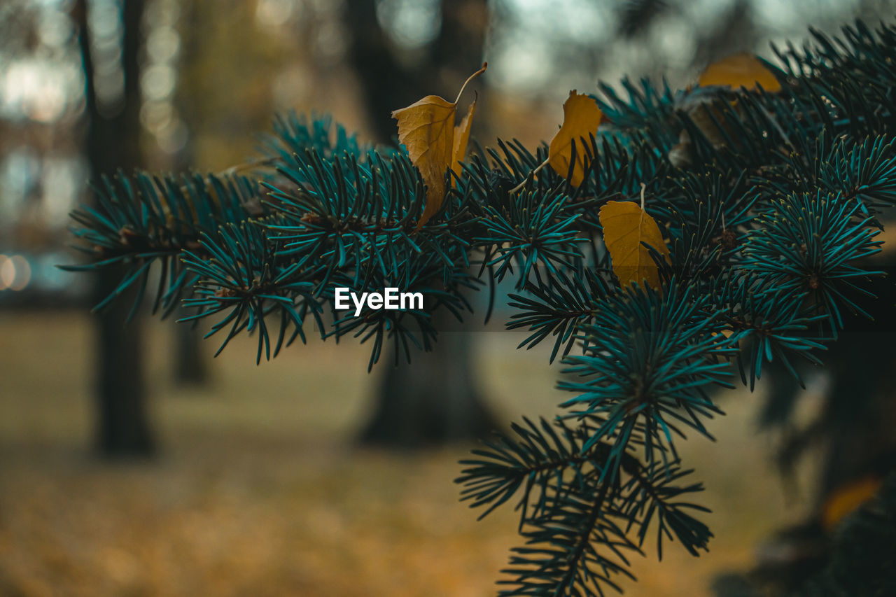 Close-up of pine tree