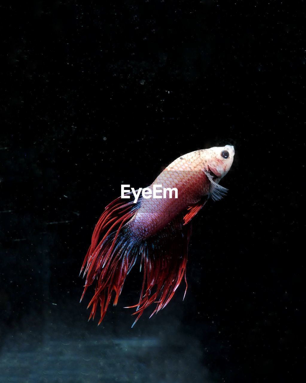 A betta fish with black isolated background