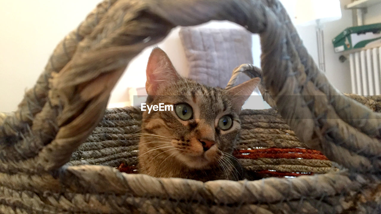CLOSE-UP PORTRAIT OF TABBY CAT IN BASKET