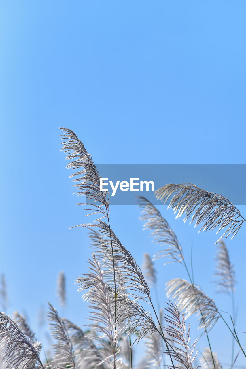 sky, plant, blue, nature, clear sky, no people, beauty in nature, growth, tree, low angle view, grass, day, outdoors, tranquility, copy space, wind, branch, bird, sunny, scenics - nature, environment, leaf, sunlight