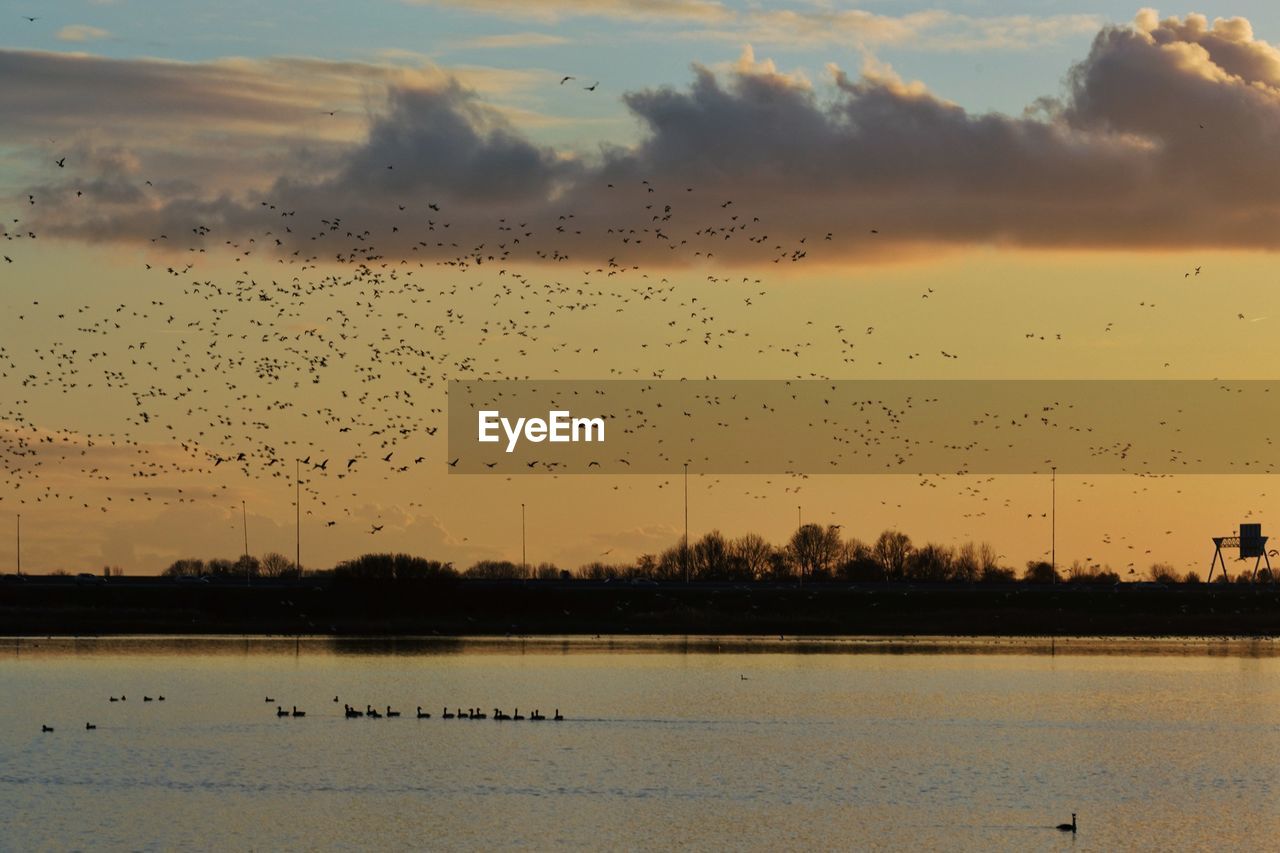 FLOCK OF BIRDS FLYING OVER SEA