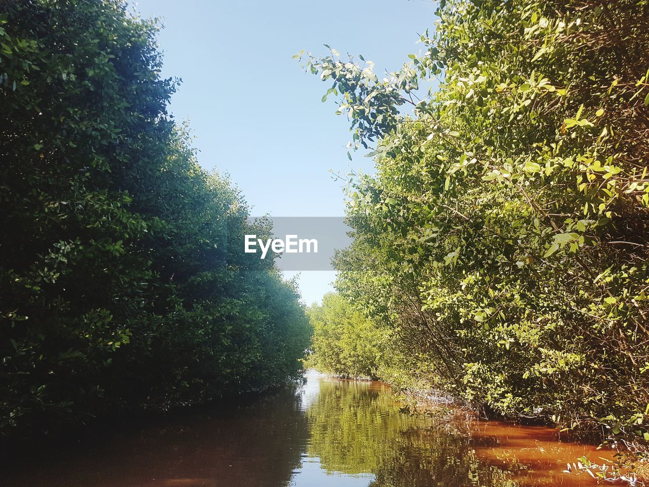 TREES AMIDST WATER AGAINST SKY