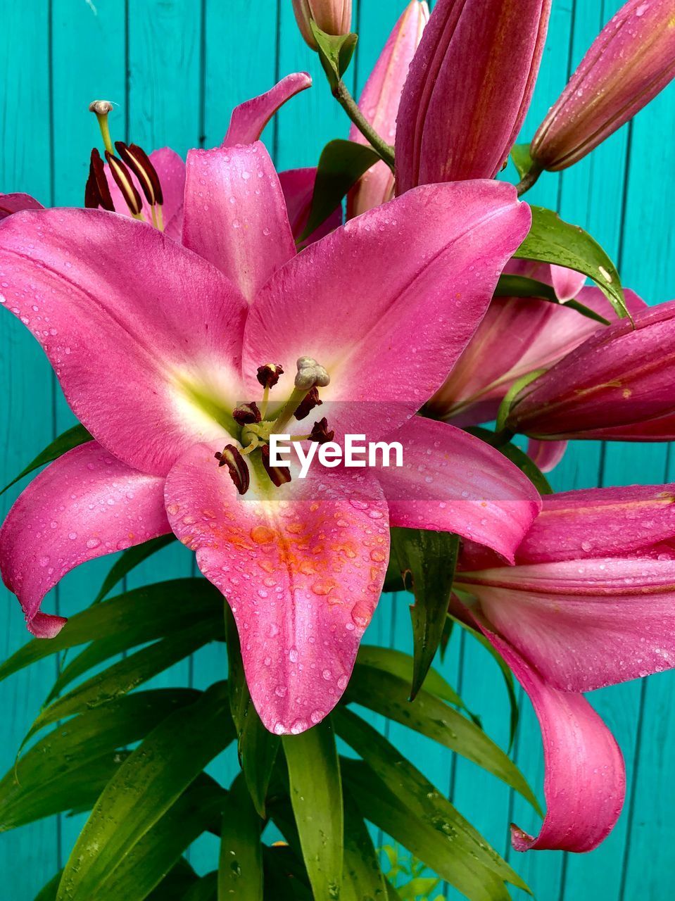 CLOSE-UP OF PINK LILY IN BLOOM