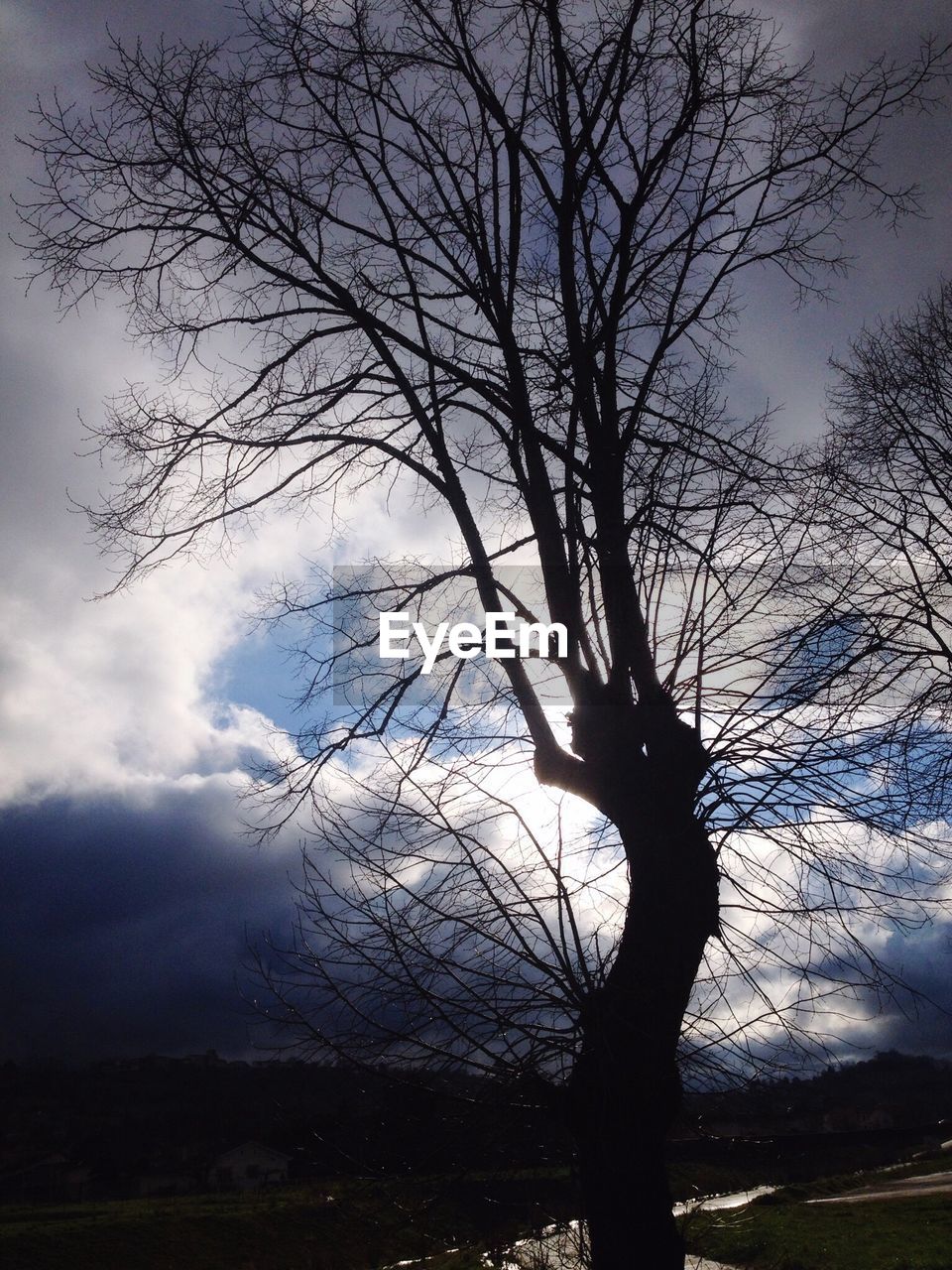 SILHOUETTE TREE AGAINST SKY