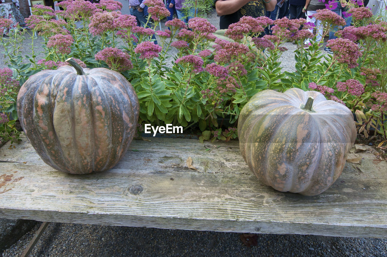 CLOSE-UP VIEW OF PUMPKIN