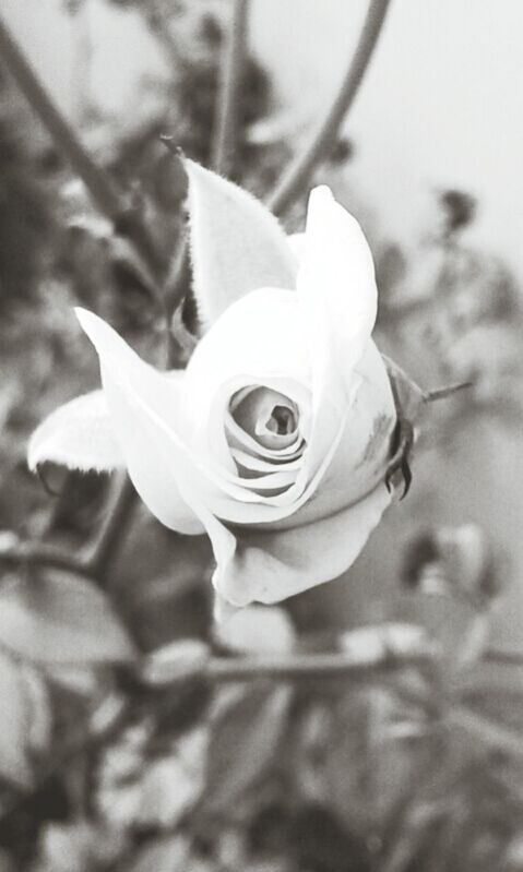 CLOSE-UP OF WHITE ROSE BLOOMING OUTDOORS