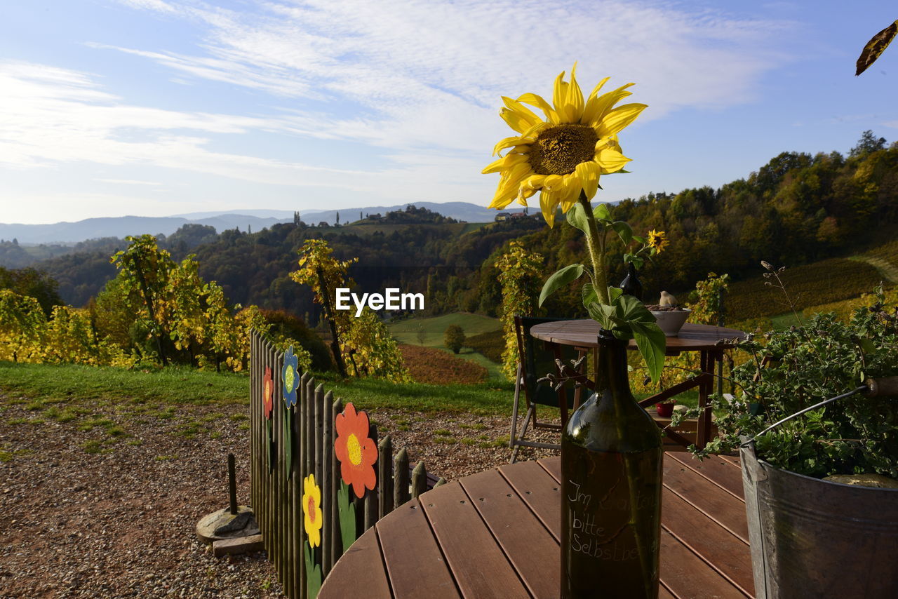 VIEW OF SUNFLOWER FIELD AGAINST SKY