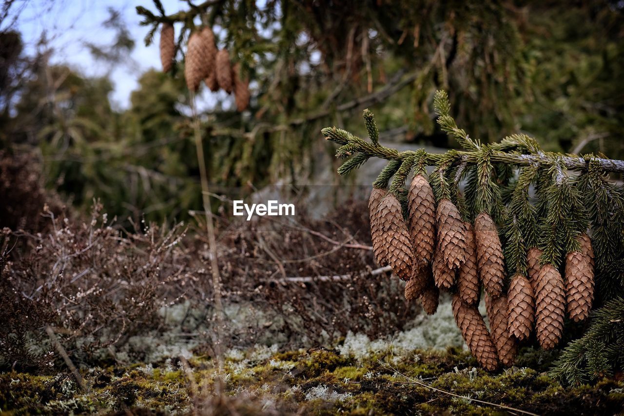 Low angle view of pine cones in forest