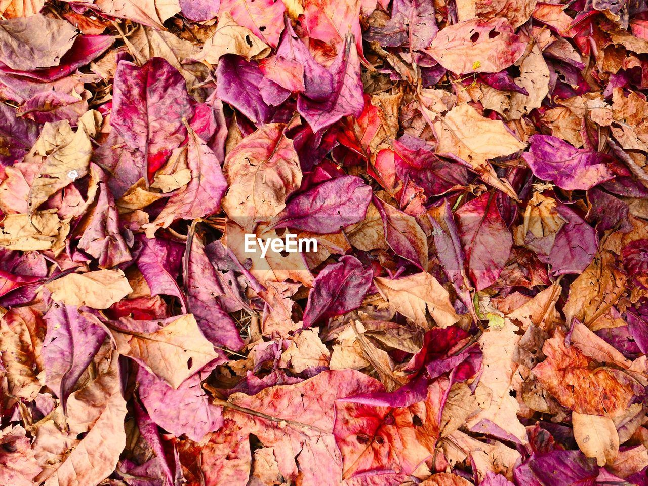 CLOSE-UP OF DRY MAPLE LEAVES FALLEN ON TREE