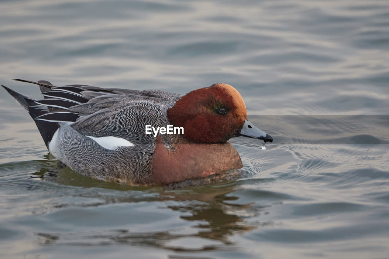 CLOSE-UP OF DUCK IN LAKE