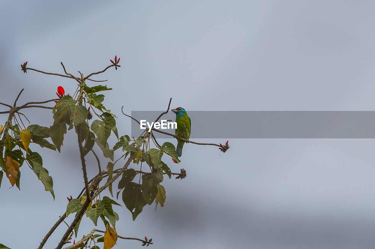 LOW ANGLE VIEW OF FLOWERING PLANTS AGAINST SKY