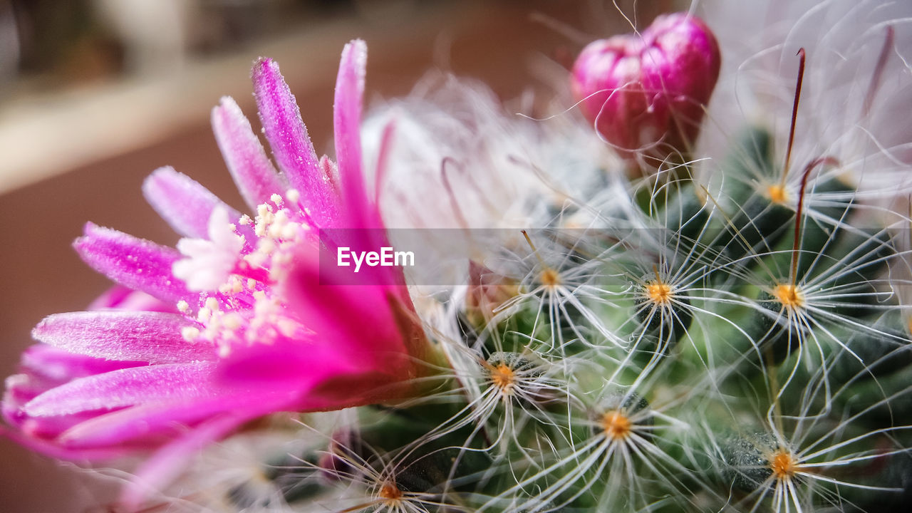CLOSE-UP OF PINK CACTUS FLOWER