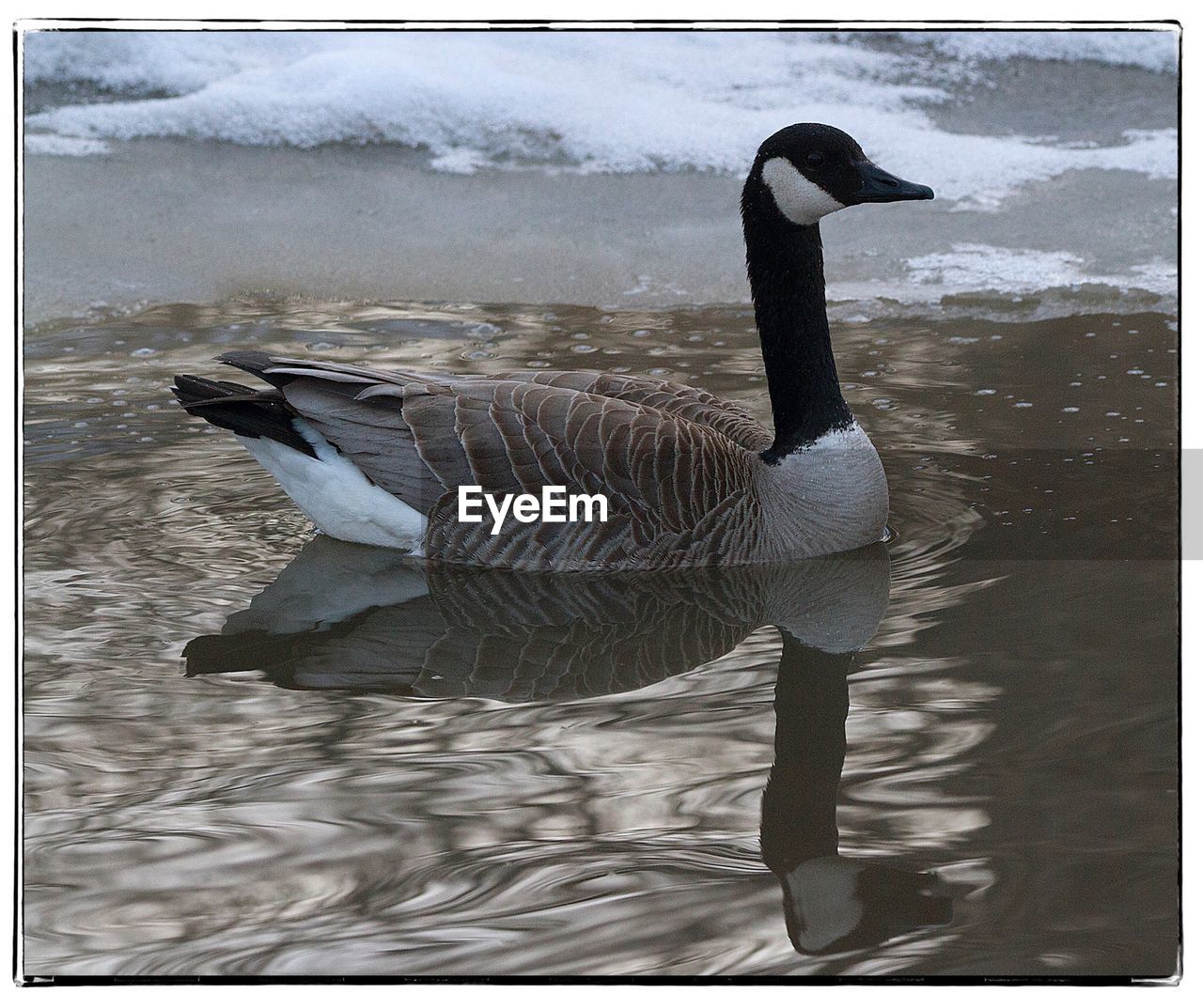 DUCKS SWIMMING ON LAKE