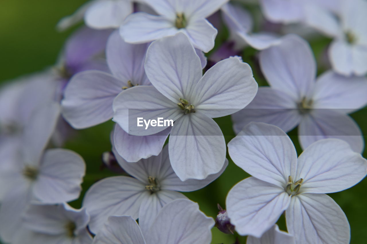 Close-up of white flowering plants in park