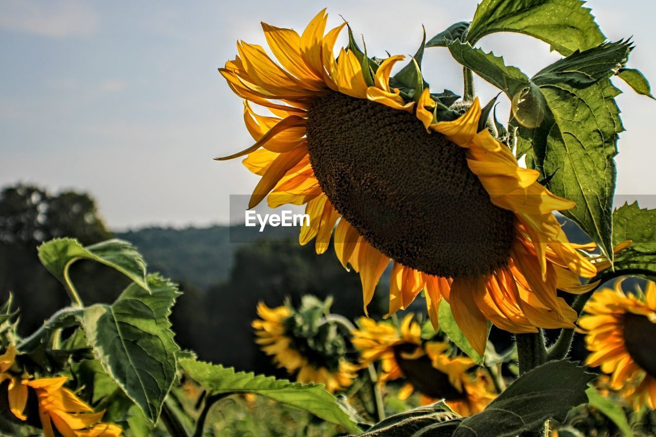 CLOSE-UP OF SUNFLOWERS ON SUNFLOWER