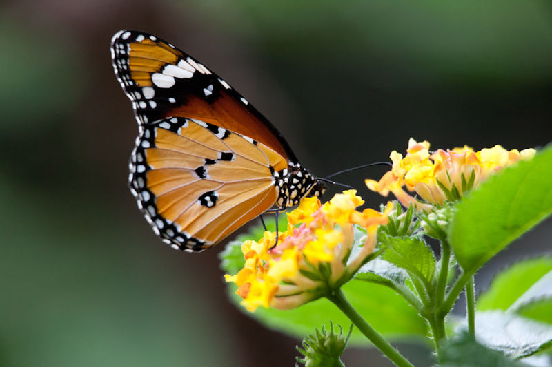 CLOSE-UP OF BUTTERFLY POLLINATING ON FLOWER