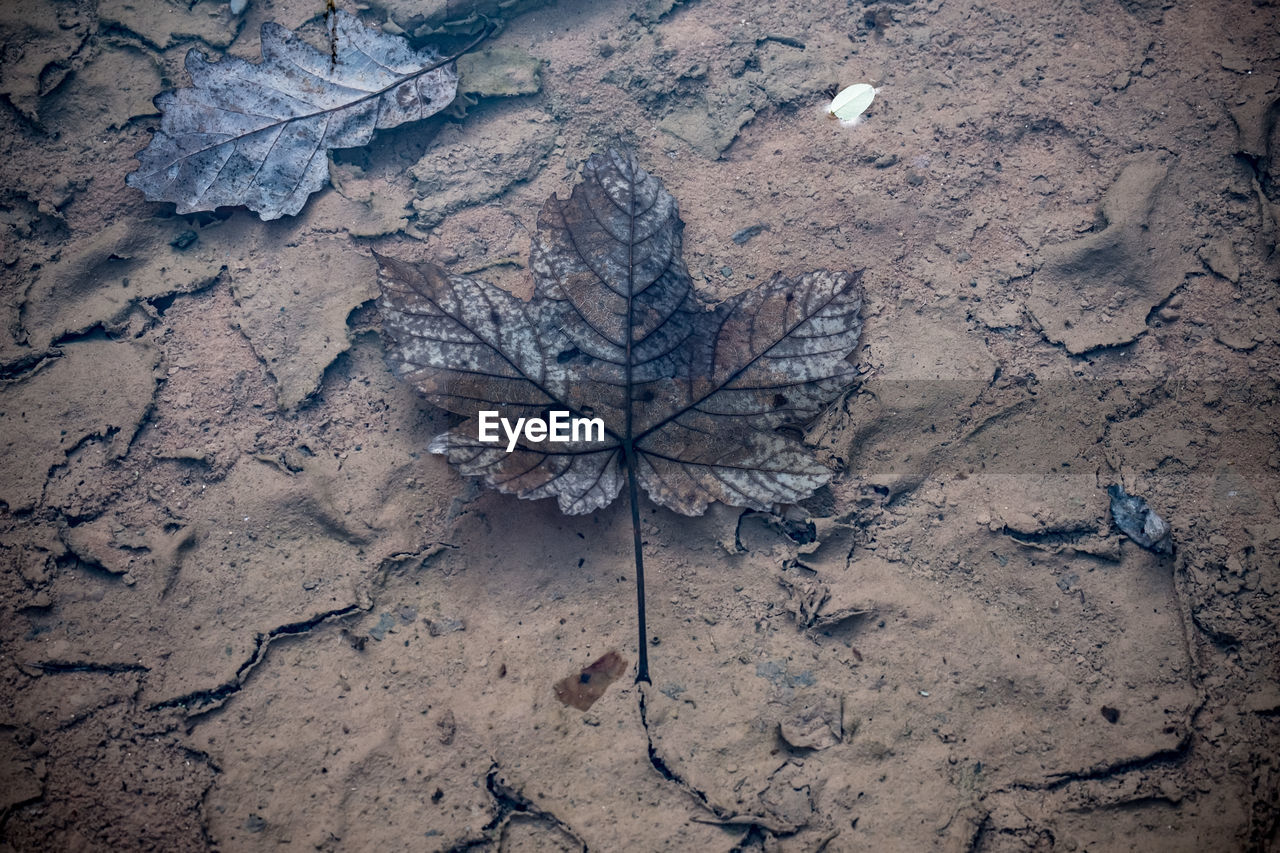 HIGH ANGLE VIEW OF DRY AUTUMN LEAVES ON FIELD