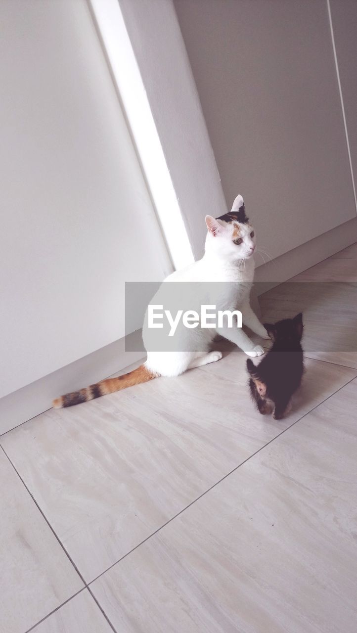 HIGH ANGLE VIEW OF CAT SITTING ON TILED FLOOR AT HOME