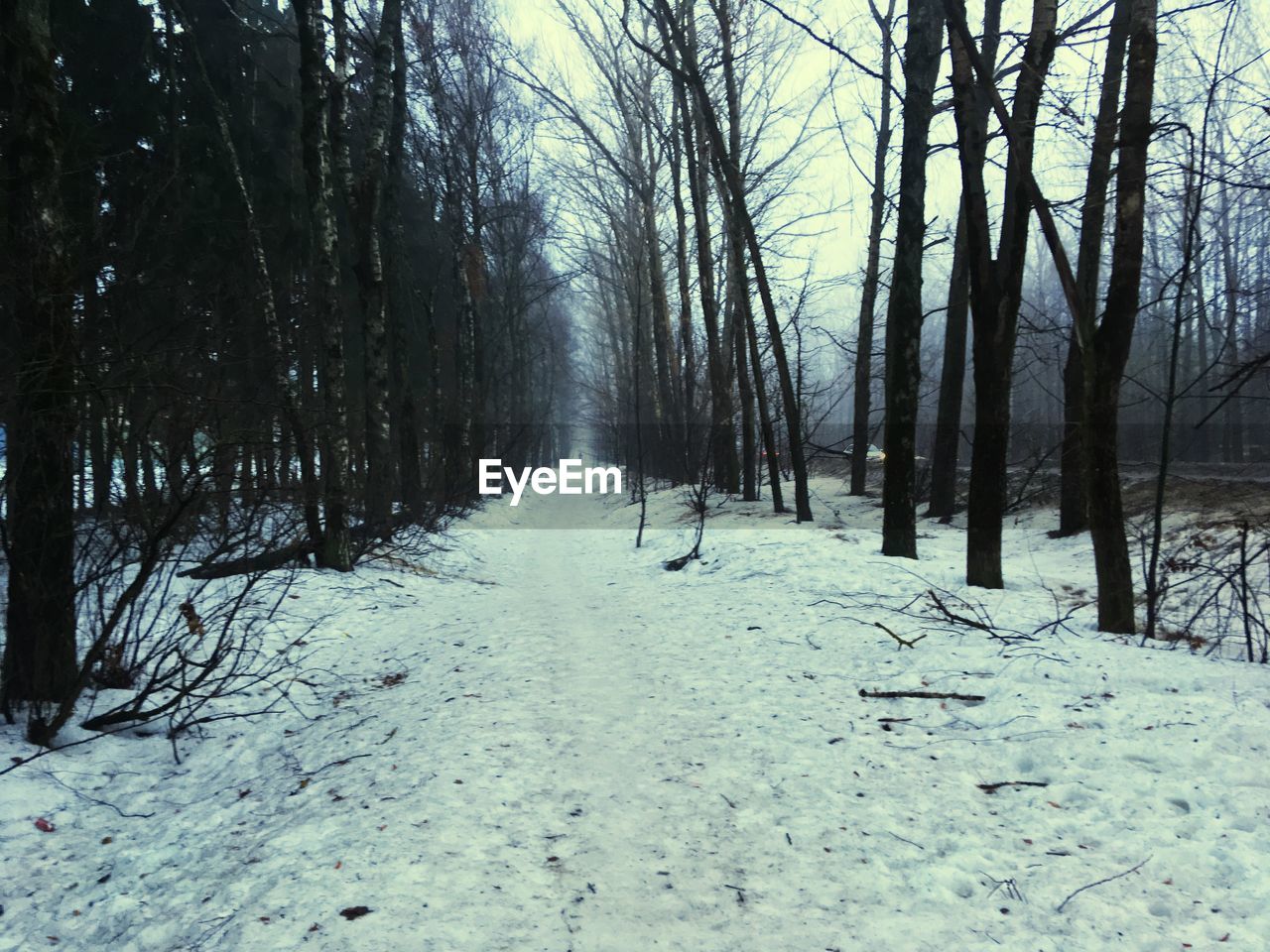 SNOW COVERED LAND AND TREES IN WINTER