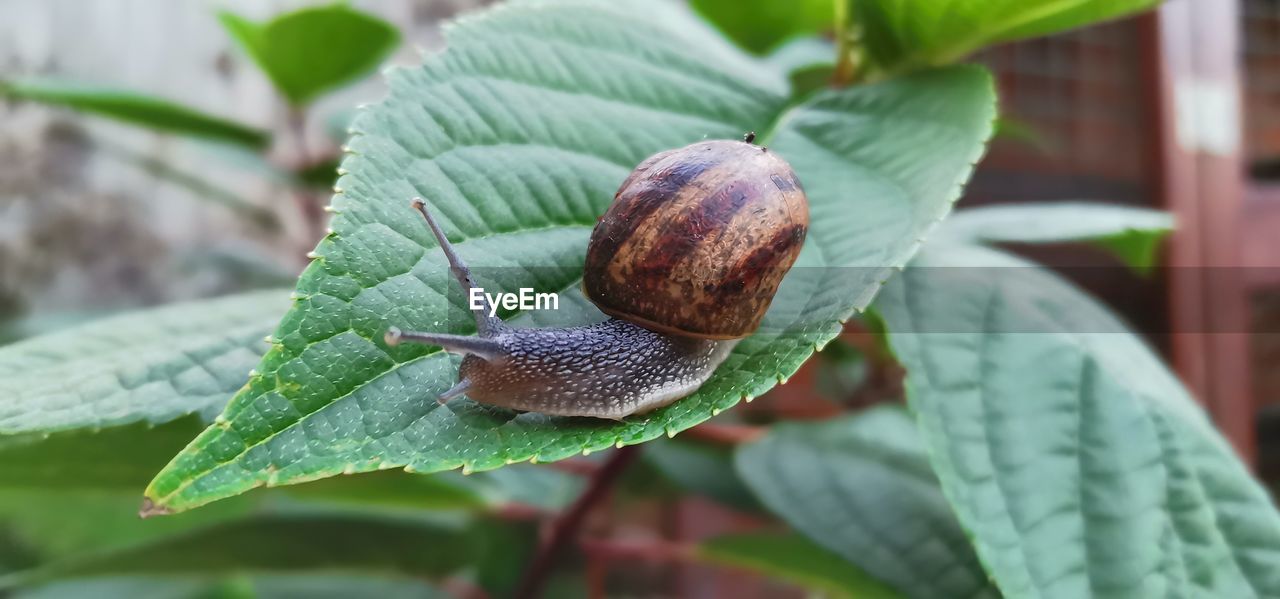 Close-up of snail on leaves