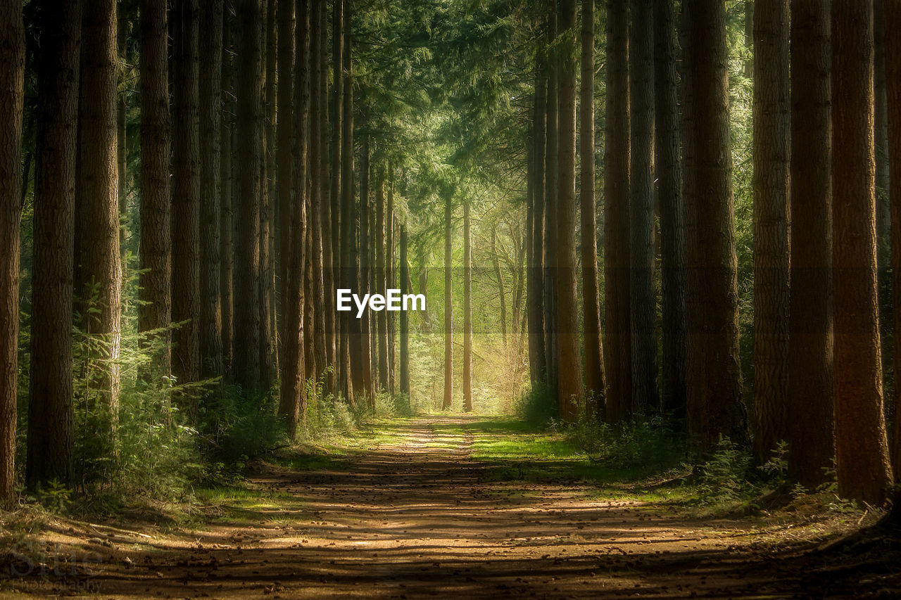 Dirt road amidst trees in forest