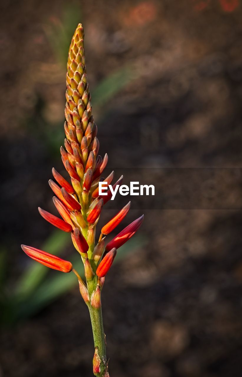 CLOSE-UP OF SUCCULENT PLANT