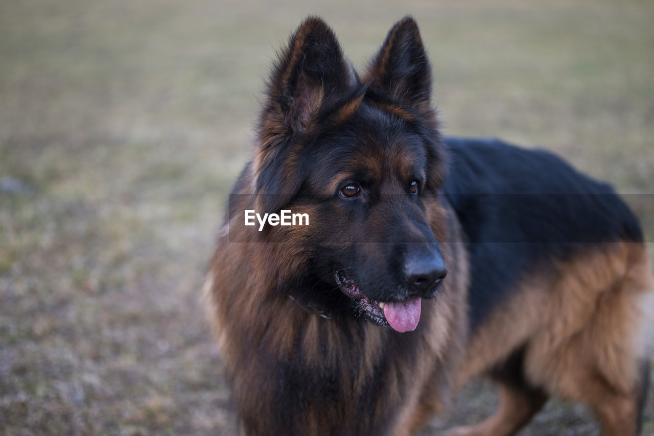 close-up of german shepherd walking