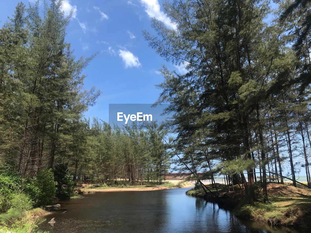 Scenic view of river amidst trees in forest against sky