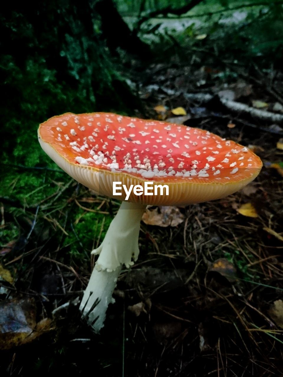 Close-up of fly agaric mushroom in forest