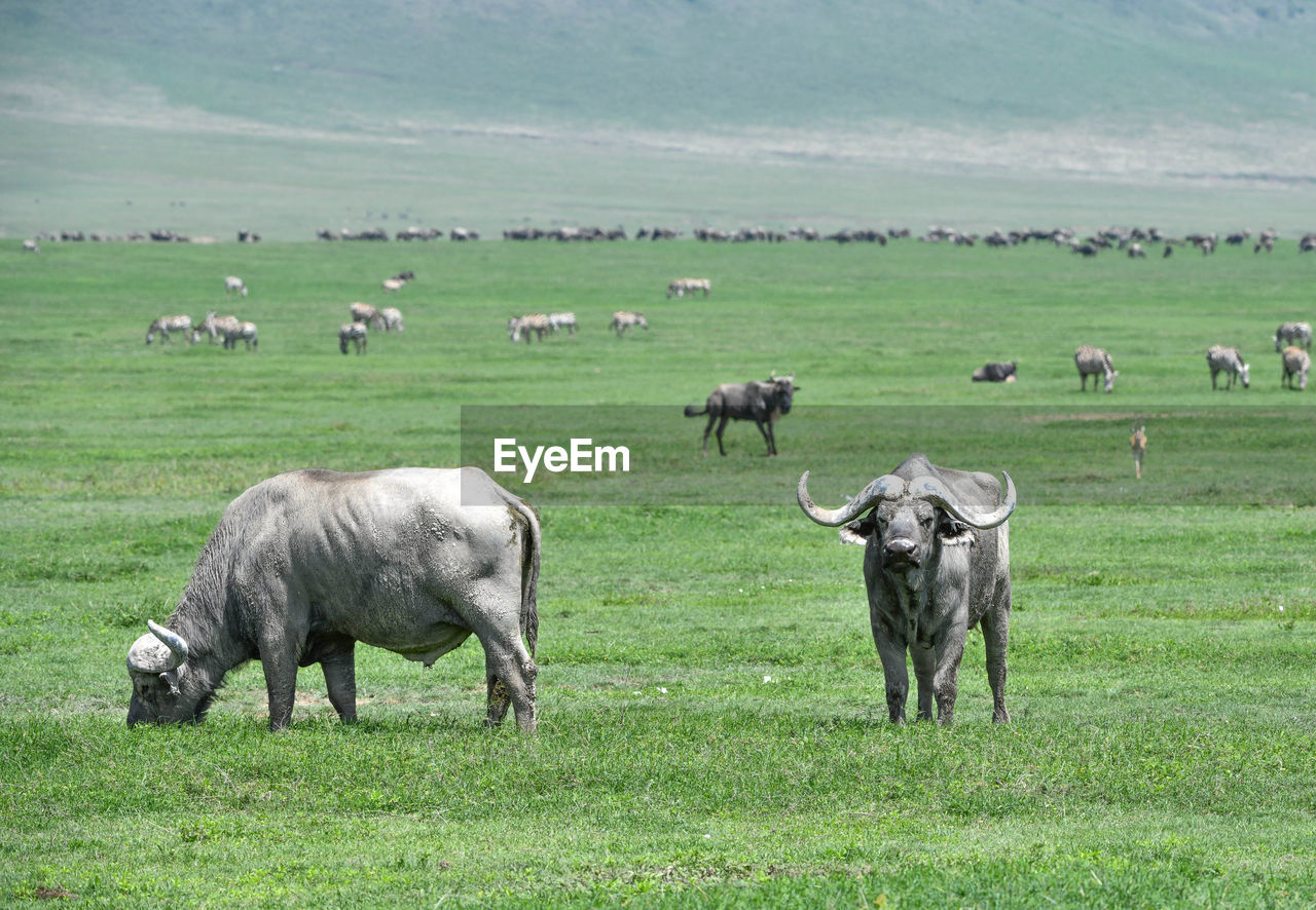 Buffaloes standing on grassy land