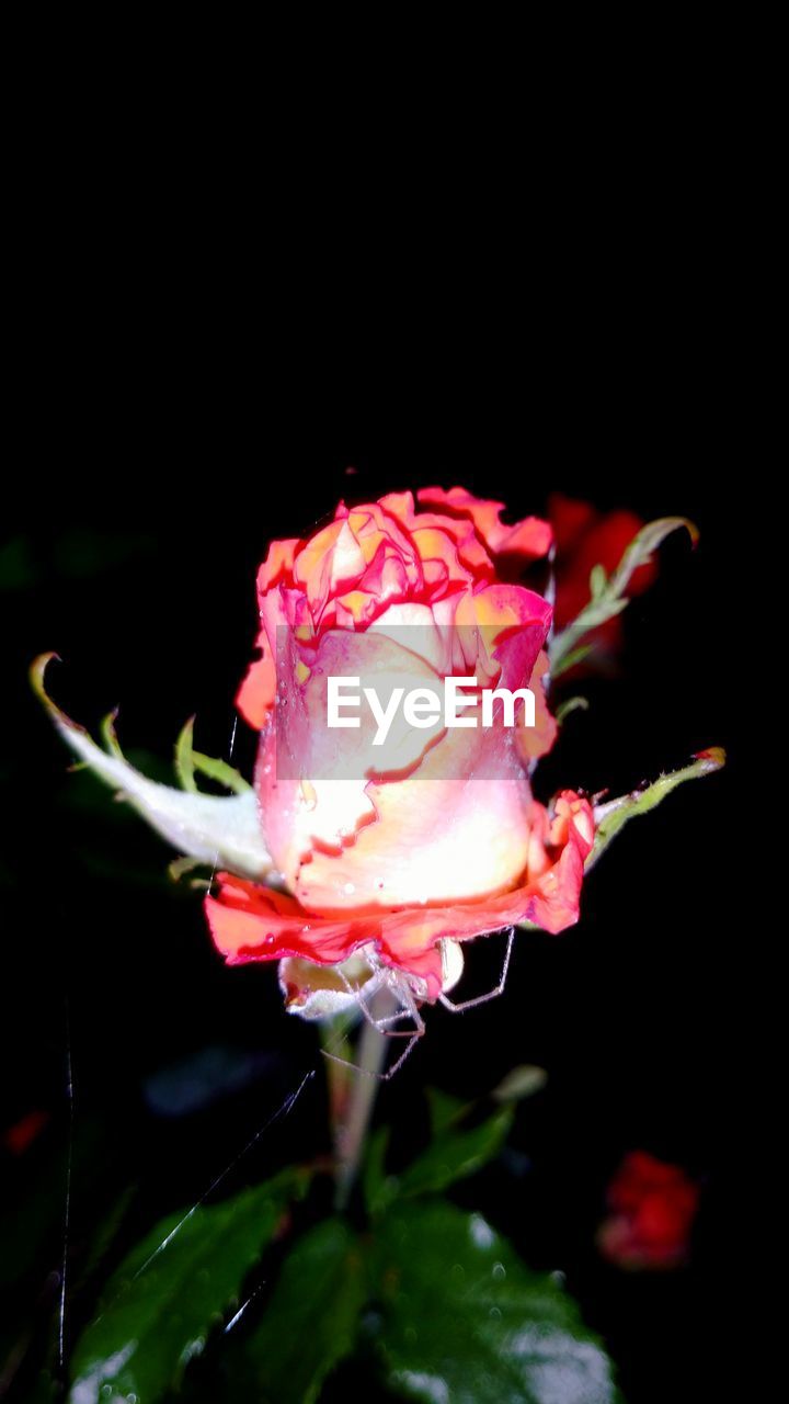 CLOSE-UP OF WET ROSE BLOOMING AGAINST BLACK BACKGROUND