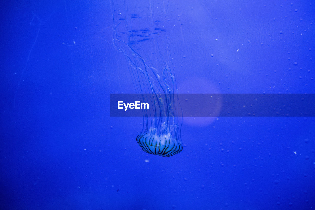 CLOSE-UP OF JELLYFISH UNDERWATER