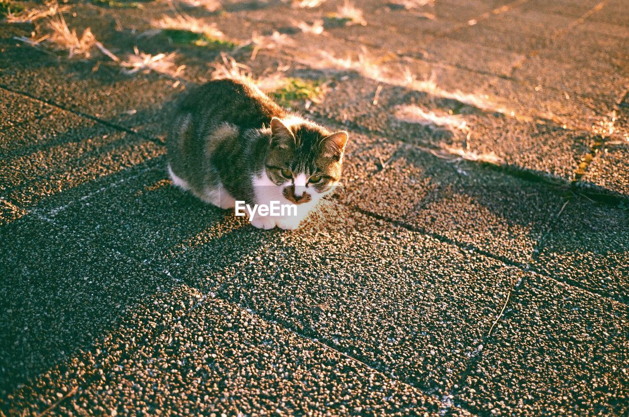 High angle view of cat sitting on walkway