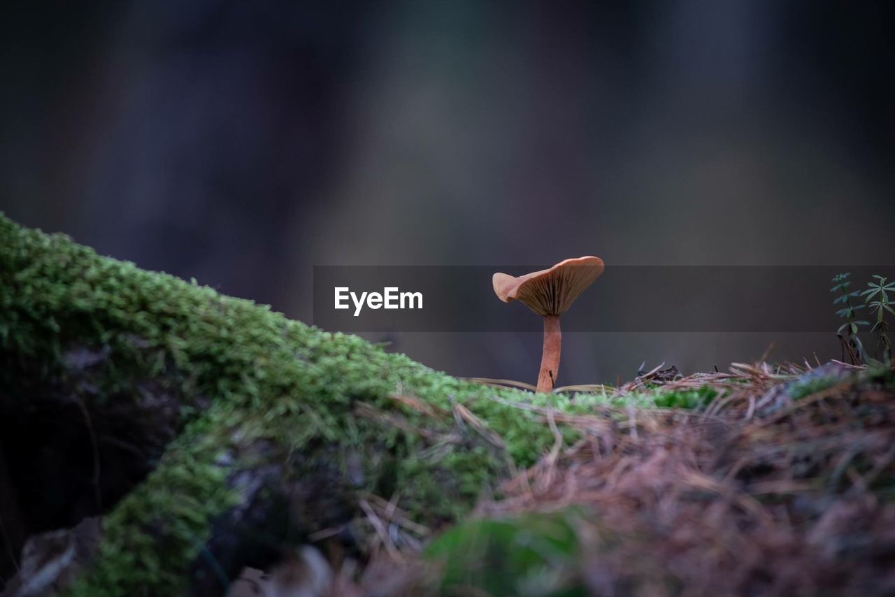 CLOSE-UP OF MUSHROOM ON LAND