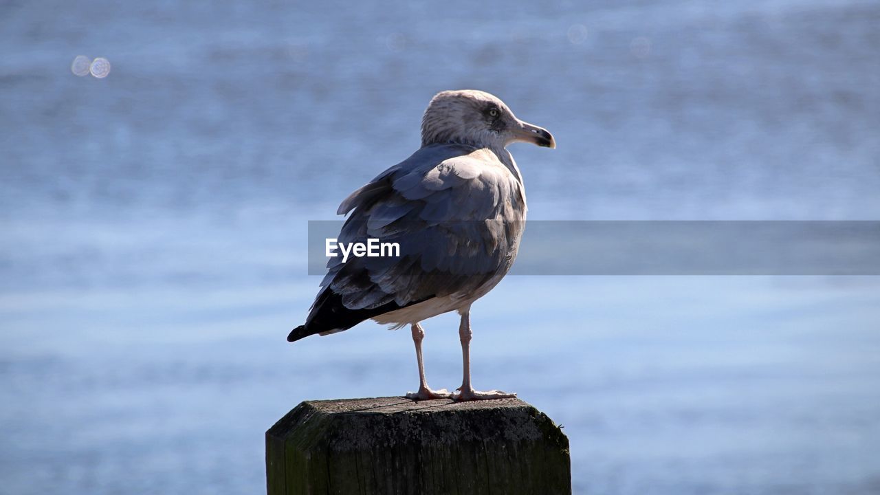 Close-up of seagull perching on wooden post