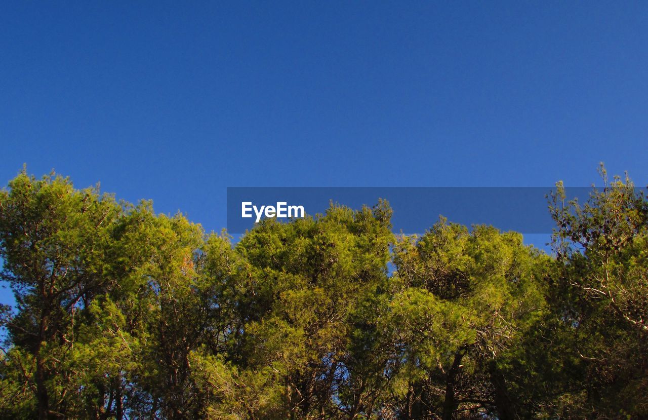 LOW ANGLE VIEW OF TREES AGAINST CLEAR SKY