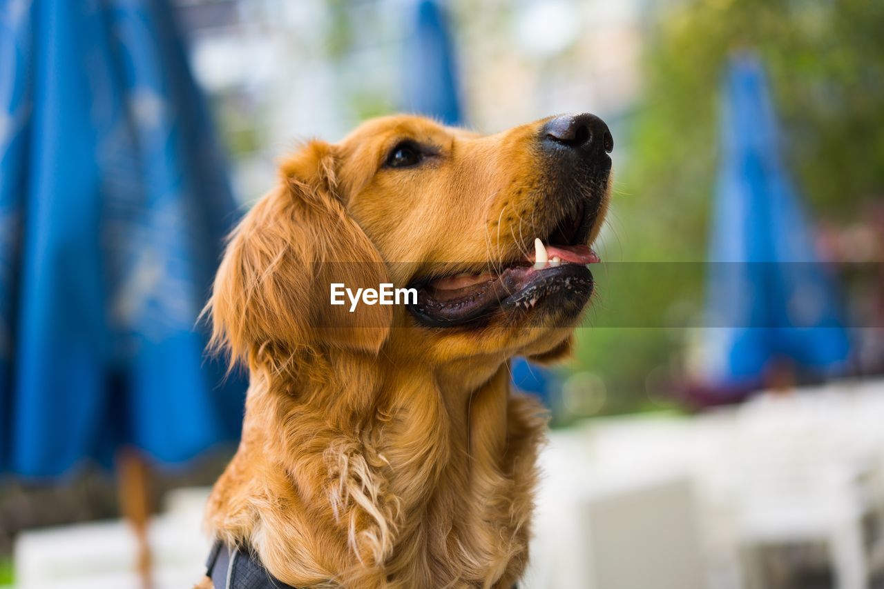 CLOSE-UP OF DOG LOOKING AWAY OUTDOORS