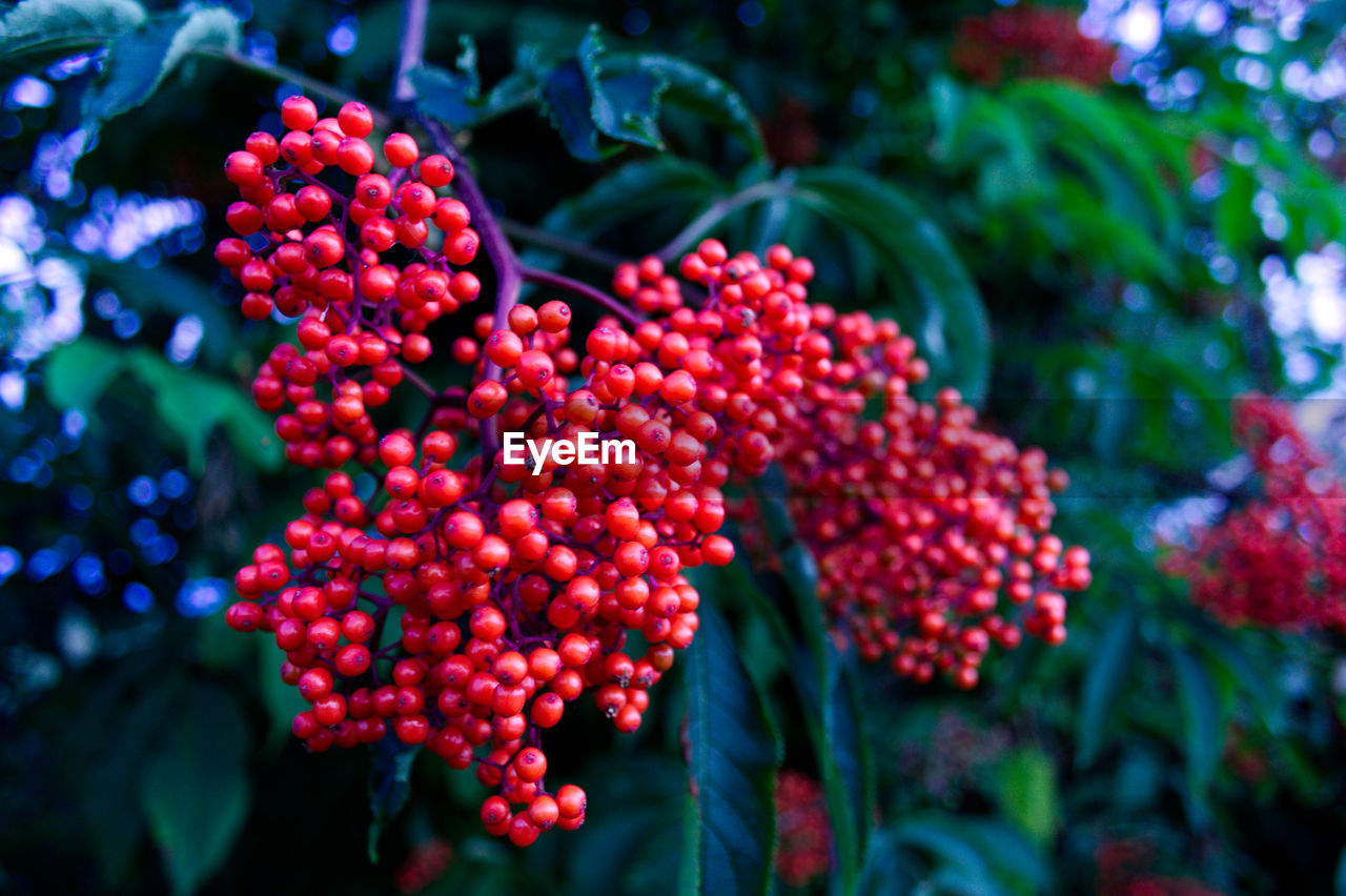 Close-up of red berries growing on plant