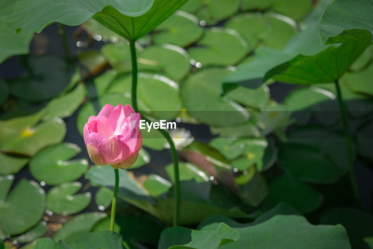 Pink water lily blooming in pond