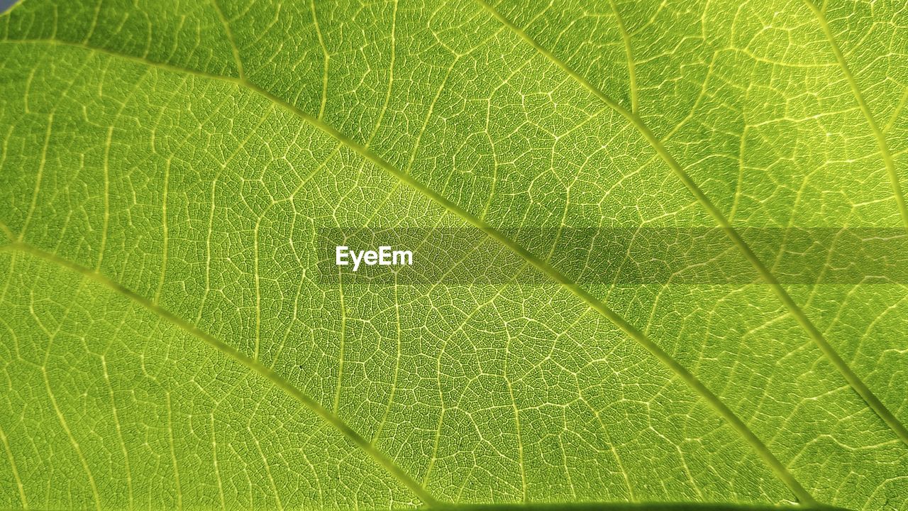 Macro shot of green leaf