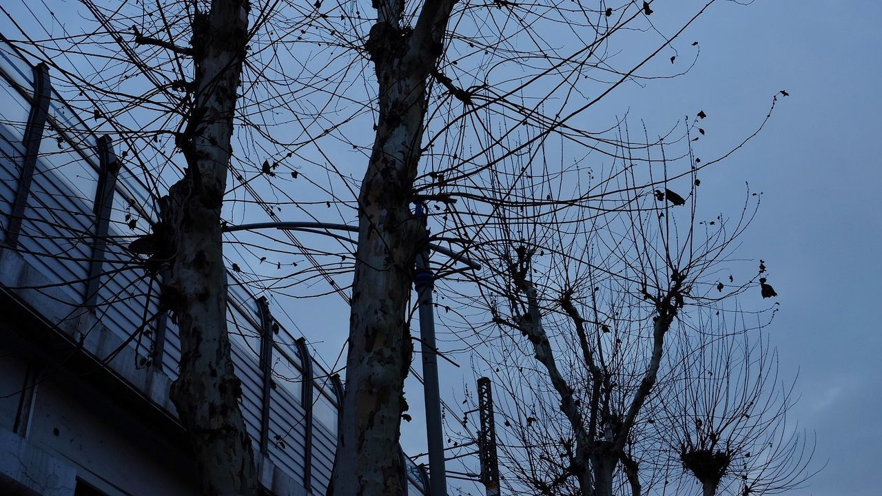 LOW ANGLE VIEW OF TREE AGAINST SKY