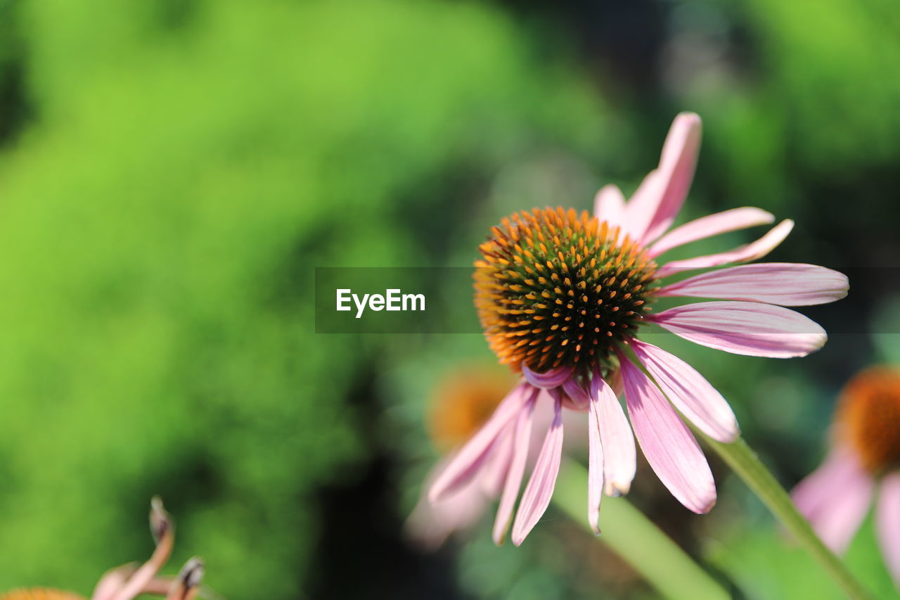 Close-up of purple flowering plant in park